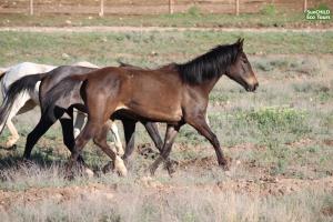 eco lodge caucasus wildlife refuge
