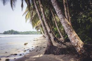 tree house beachfront lodge