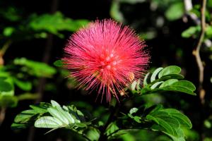 cahuita