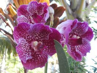 ernests place boracay