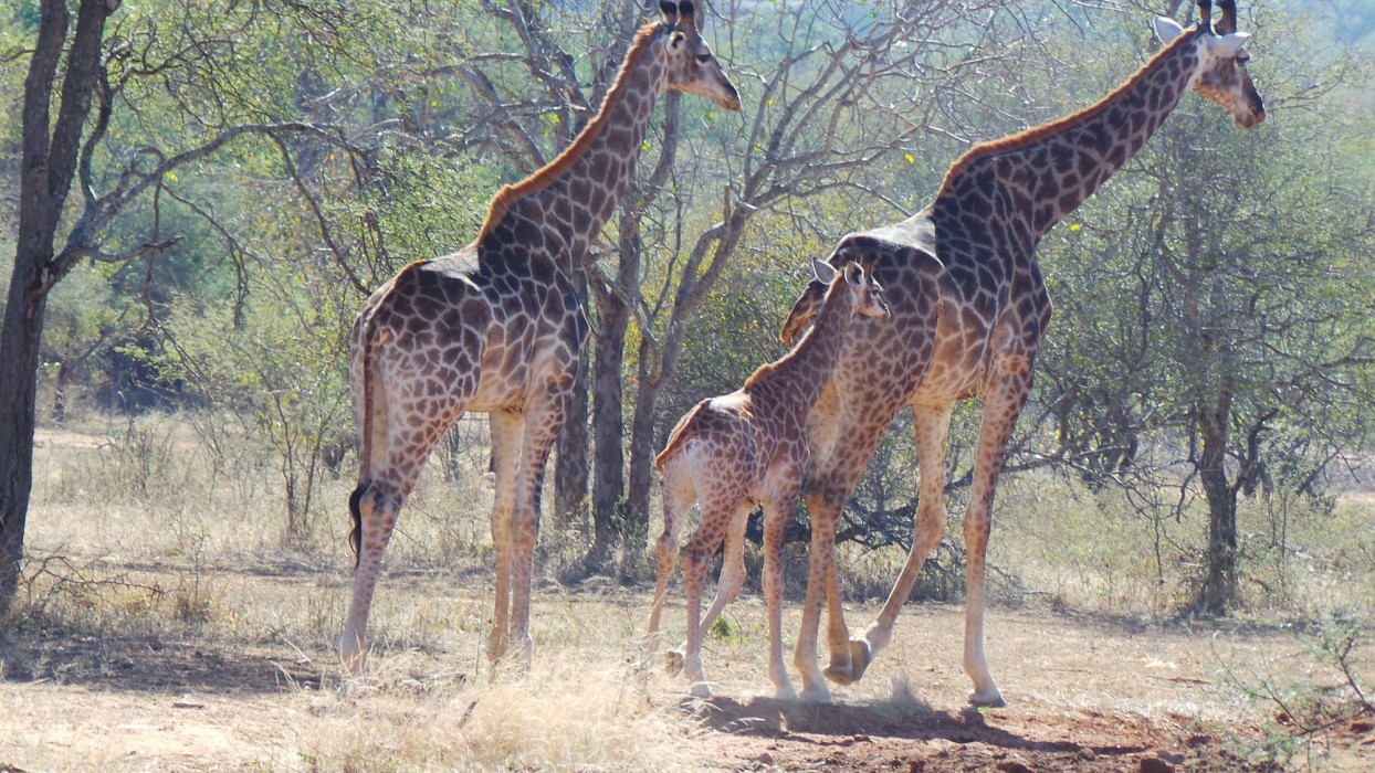 hoedspruit