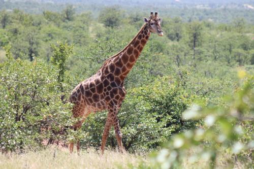 hoedspruit