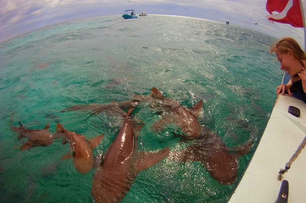 ocean tide beach resort