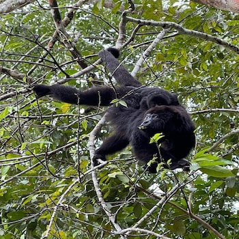 ocean tide beach resort