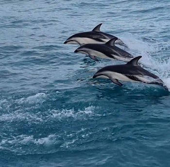 kaikoura quality suites