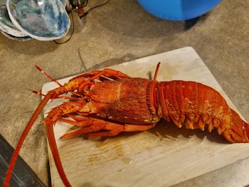 kaikoura quality suites