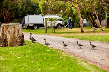 Kennett River Family Caravan Park,Colac>>Apollo Bay,2 star