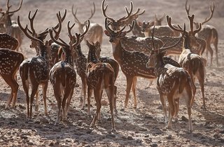 Anantara Sir Bani Yas Island Al Yamm Villa Resort,On The Beach,5 star