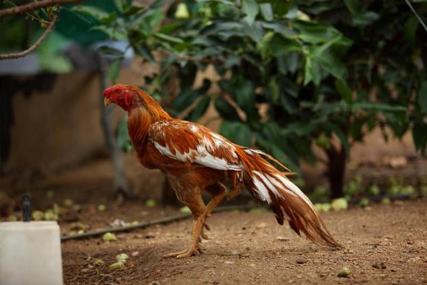 harvest fresh farms