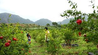 harvest fresh farms