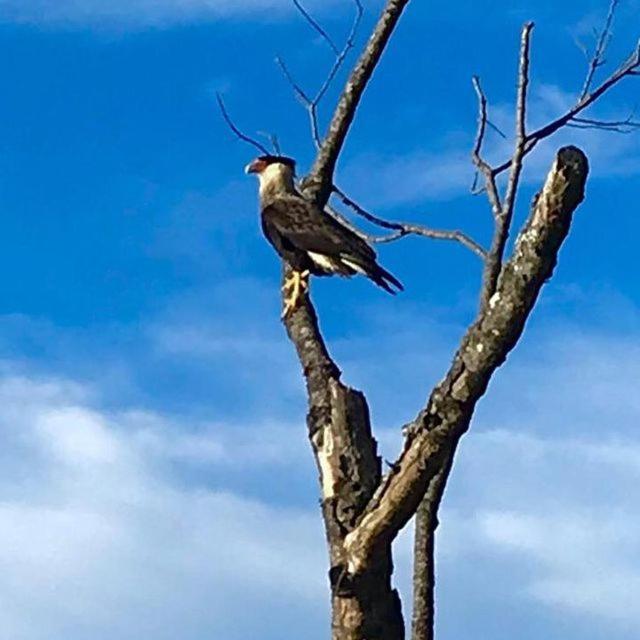 pousada kaliman campos do jordao premium
