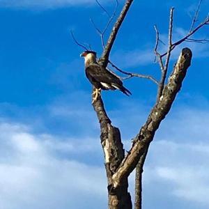 pousada kaliman campos do jordao premium