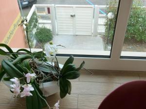 vele storiche pisane