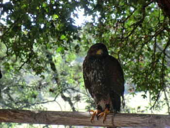 saint jean dalcapies