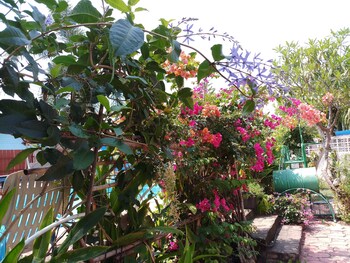 pennys home stay resort