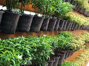 the green hotel koh lipe