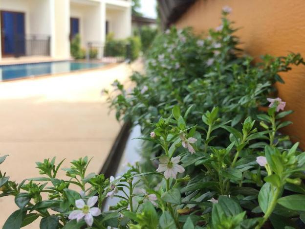 the green hotel koh lipe