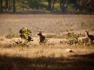 singinawa jungle lodge kanha