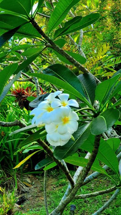 dunes unawatuna hotel