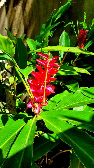 dunes unawatuna hotel
