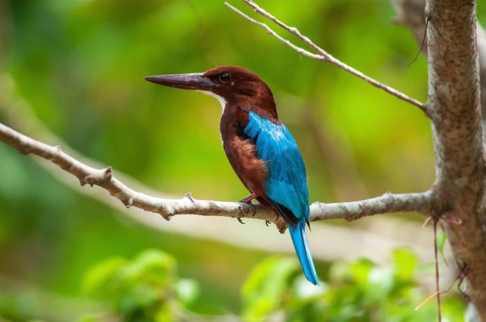 dunes unawatuna hotel