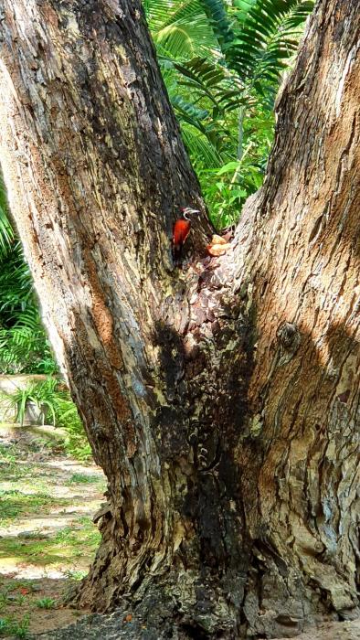 dunes unawatuna hotel