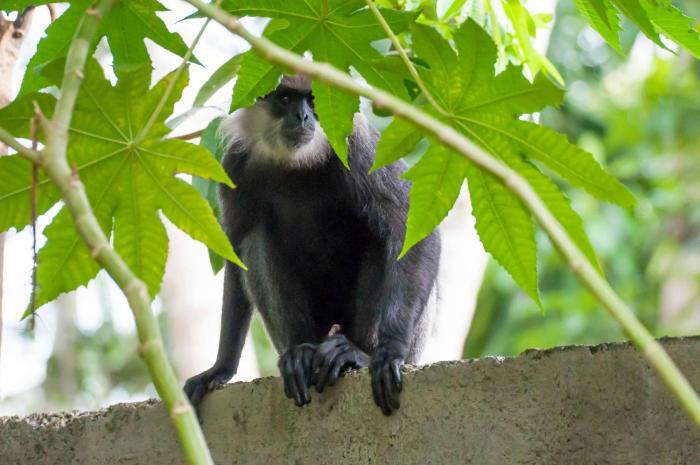 dunes unawatuna hotel