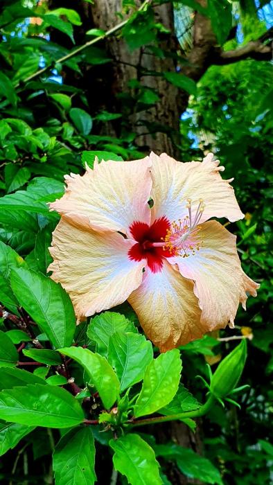dunes unawatuna hotel