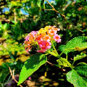 dunes unawatuna hotel