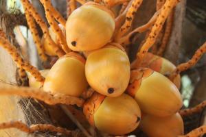 dunes unawatuna hotel