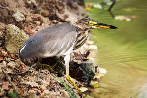 dunes unawatuna hotel