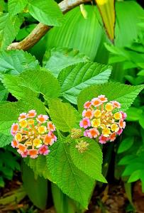 dunes unawatuna hotel