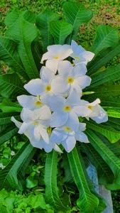 dunes unawatuna hotel