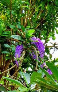 dunes unawatuna hotel