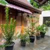jogja classic homestay syariah