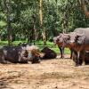 sambiya river lodge