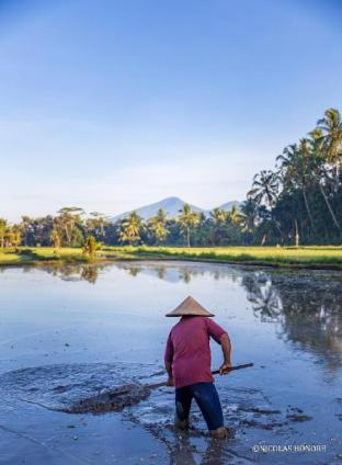 Hati Padi Cottages,Gianyar>>Bali,3 star