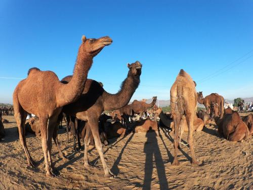 pushkar