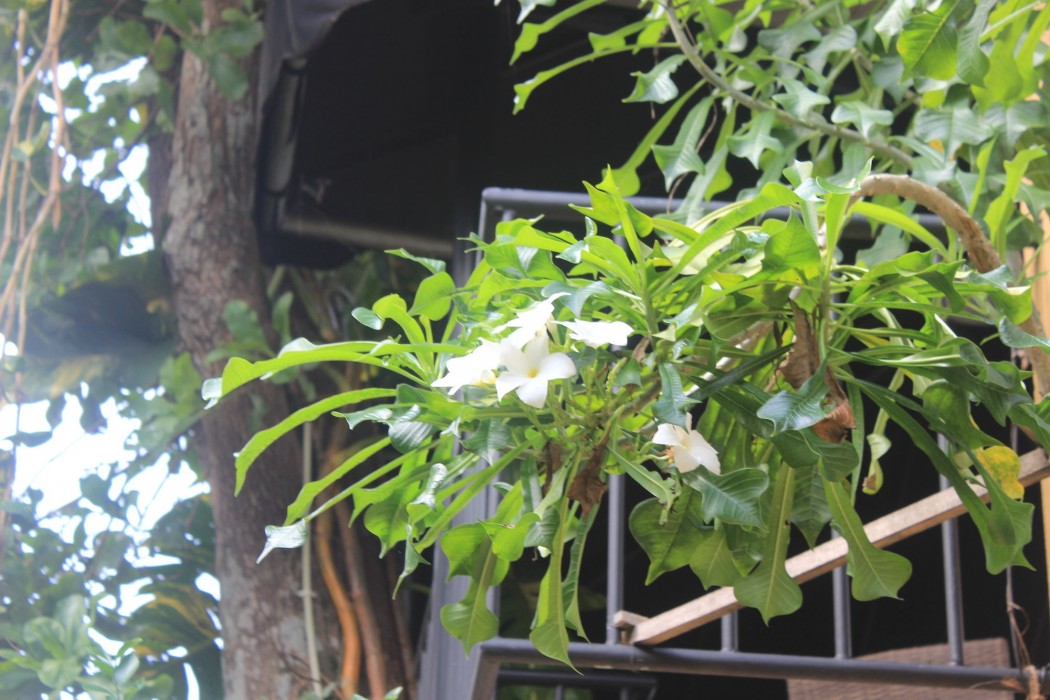 Villa Escondite,Colombo>>Battaramulla,4 star