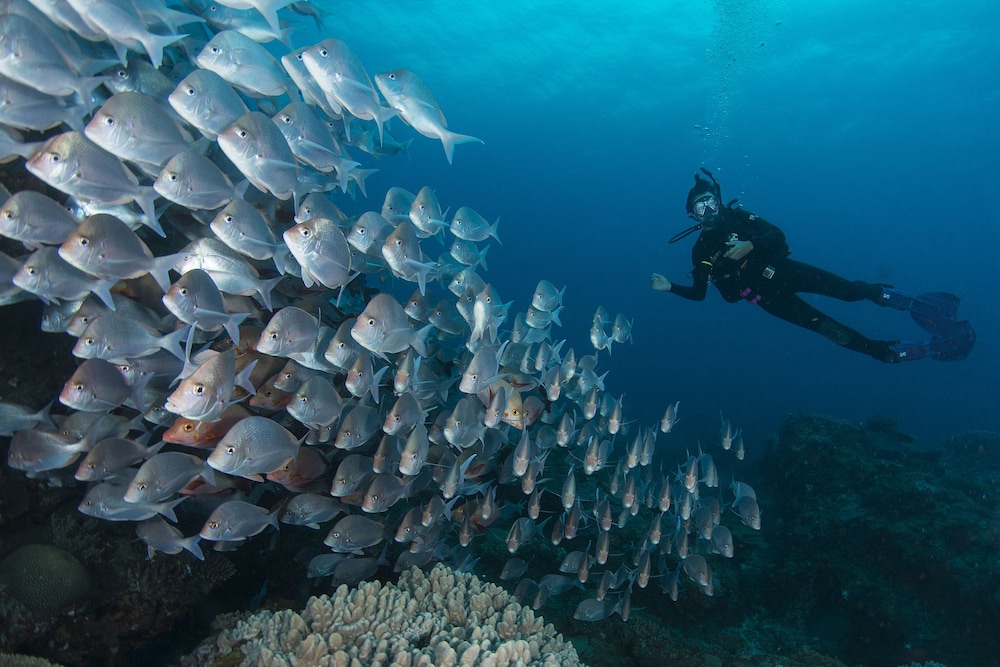 coral divers