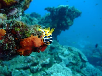 coral divers