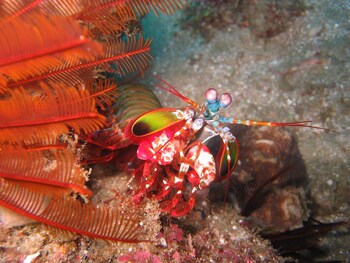 coral divers