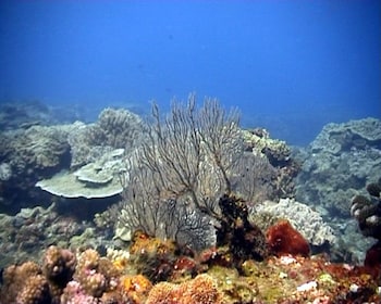 coral divers