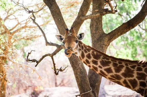 fathala wildlife reserve