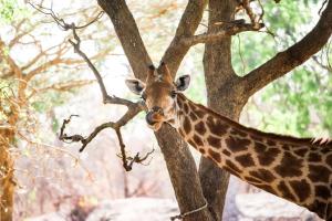 fathala wildlife reserve