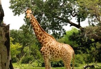 fathala wildlife reserve