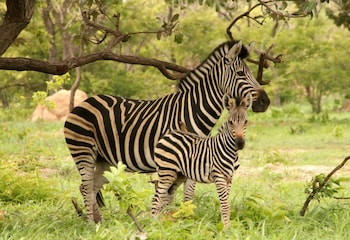 fathala wildlife reserve
