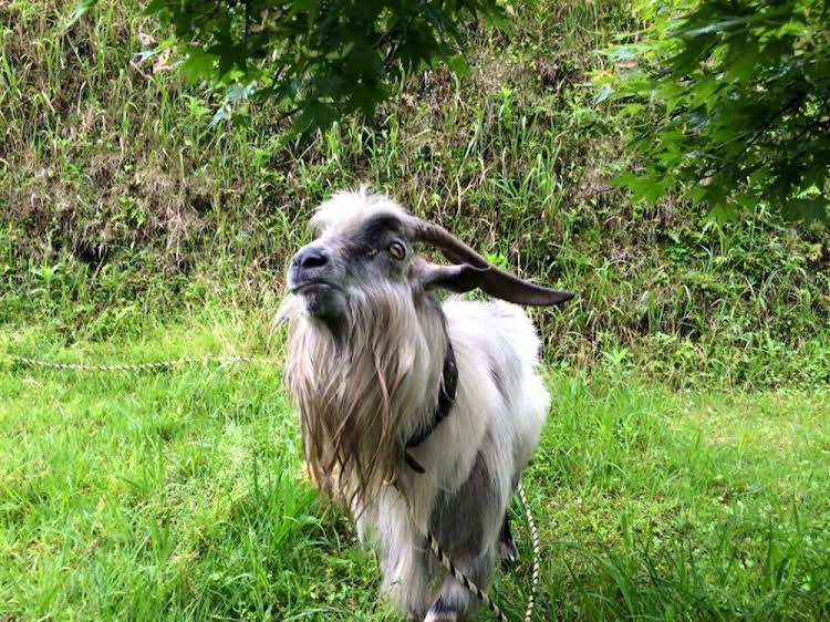 lilac hotels and resort