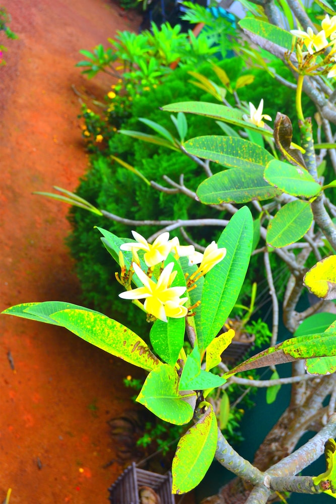 chaya villa guest house