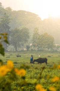 fox and the firefly cottages